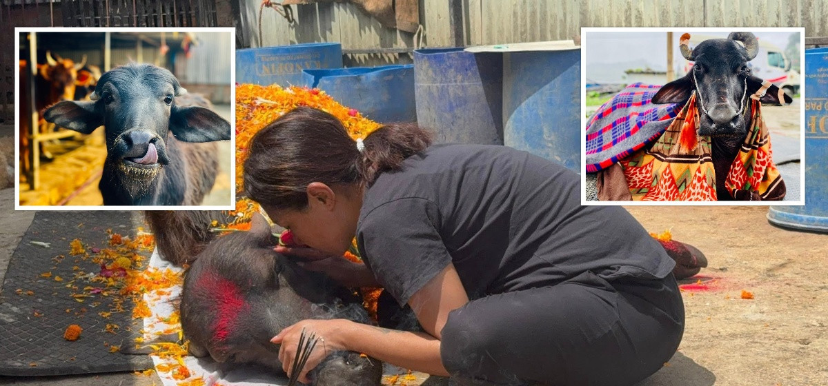 रहिनन् मायाकुमारीकी ‘मैचा’ पनि